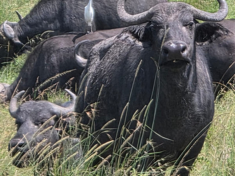 Marvels of Africa-内罗毕必去景点