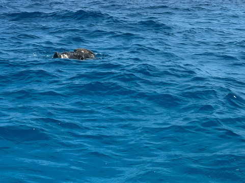 Eco-Challenger Galapagos Tour Agency-圣克里斯托瓦尔必去景点