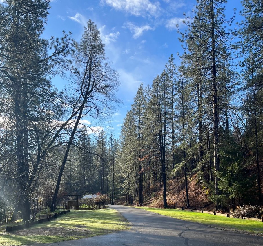 沙斯塔湖旅馆-官方