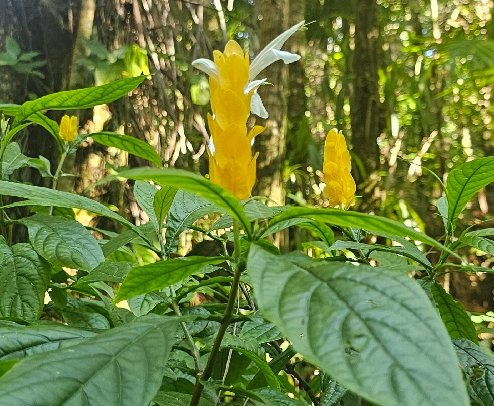 Amber Escape A Puerto Plata Experience-普拉塔港必去景点
