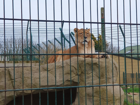 怀特岛动物园-桑当必去景点