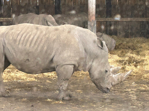 Knowsley Safari-Prescot必去景点