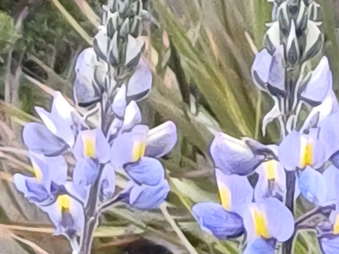 Qeswachaka Peru Tours-库斯科必去景点