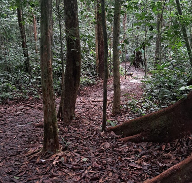 Arboretum de Raponda Walker-利伯维尔必去景点
