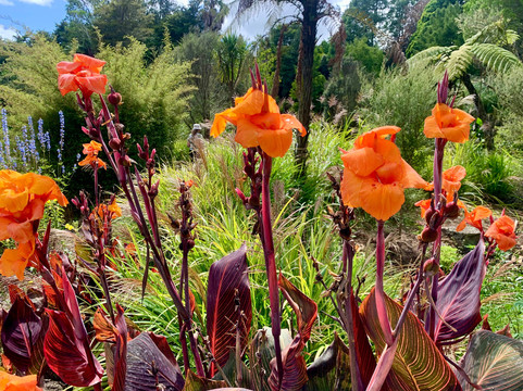 The Secret Waterfall Gardens-Patumahoe必去景点