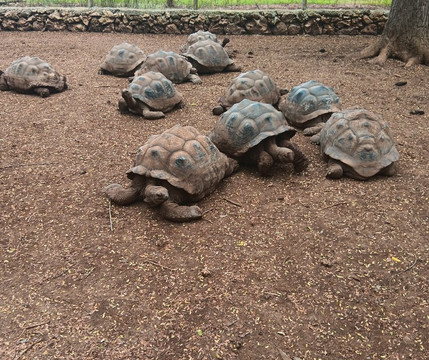 Francois Leguat Reserve-罗德里格斯岛必去景点