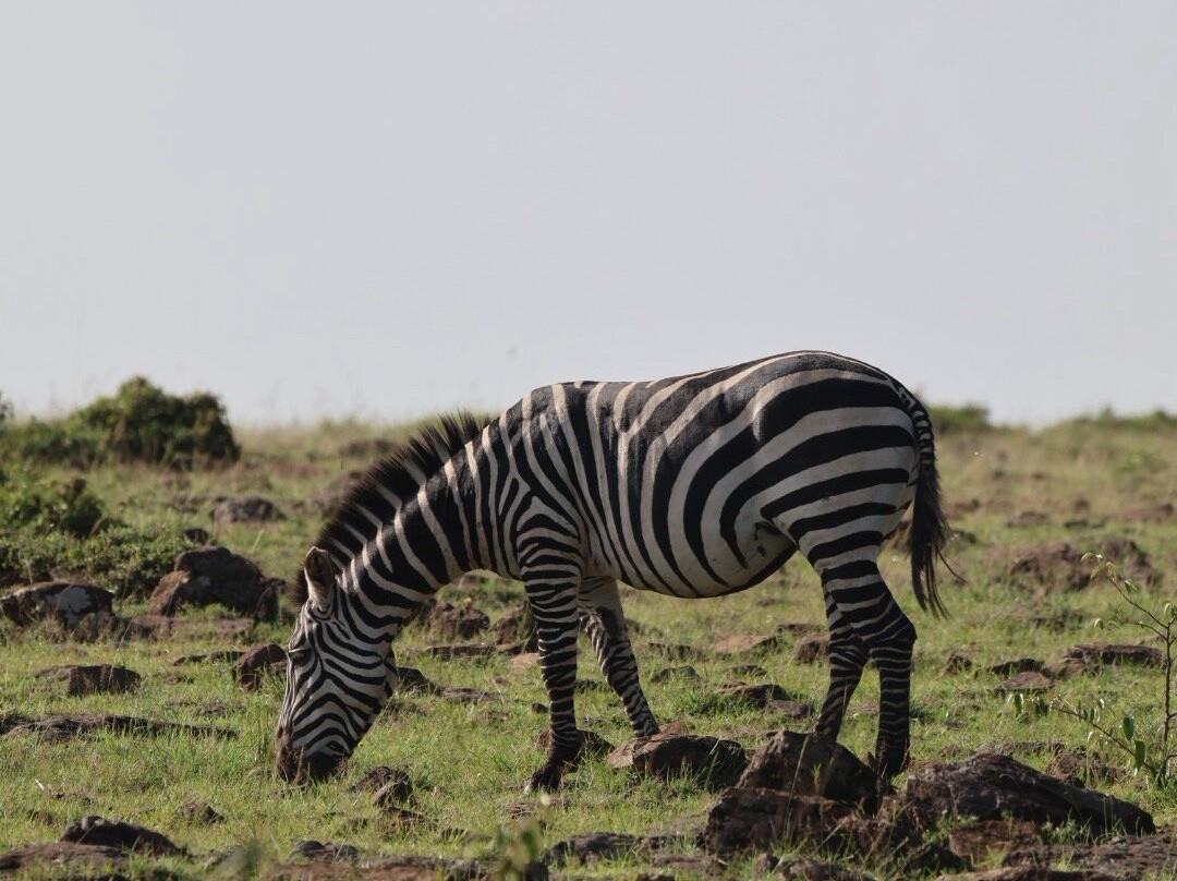 Ongeri Expeditions-Luxury Safaris-Karen必去景点