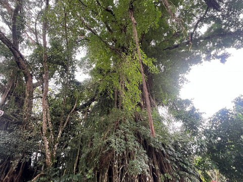 Millennium Tree (Balete tree)-Maria Aurora必去景点