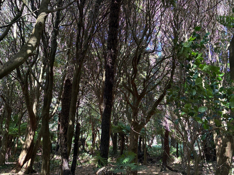 Lilly Pilly Gully-威尔逊岬国家公园必去景点