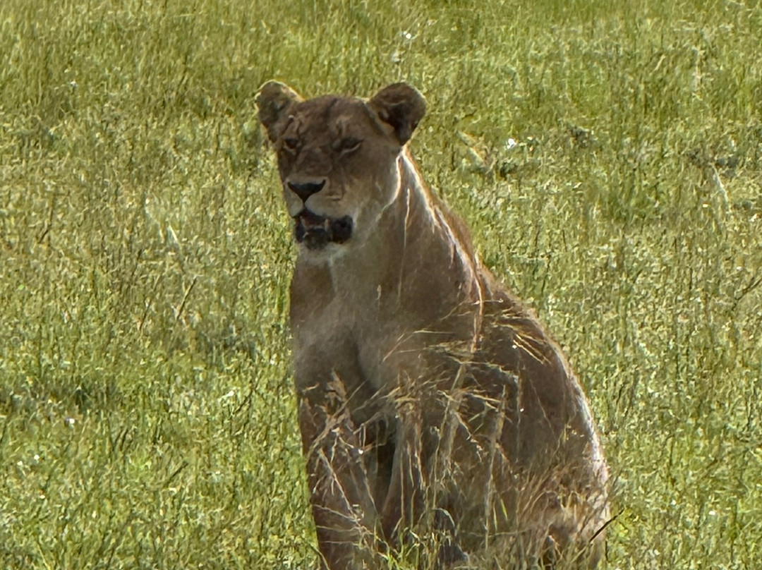Imara Africa Safaris-内罗毕必去景点