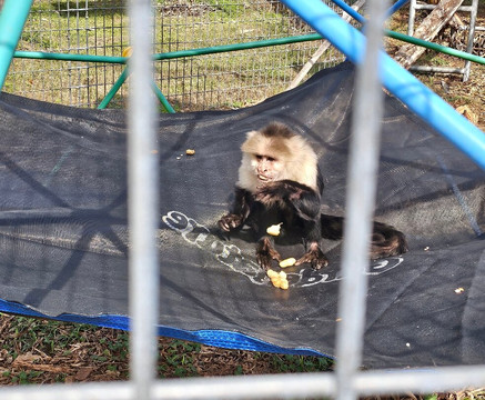 Jungle Friends Primate Sanctuary-盖恩斯维尔必去景点