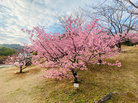 Akatsukayama Park (Gyogyo Land)-丰川市必去景点
