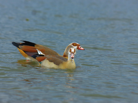 Wave remover Boat Tours Naivasha-Karagita必去景点