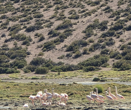 Sileia Tours-圣佩德罗-德阿塔卡马必去景点