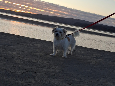 斗鸡老酒店主图