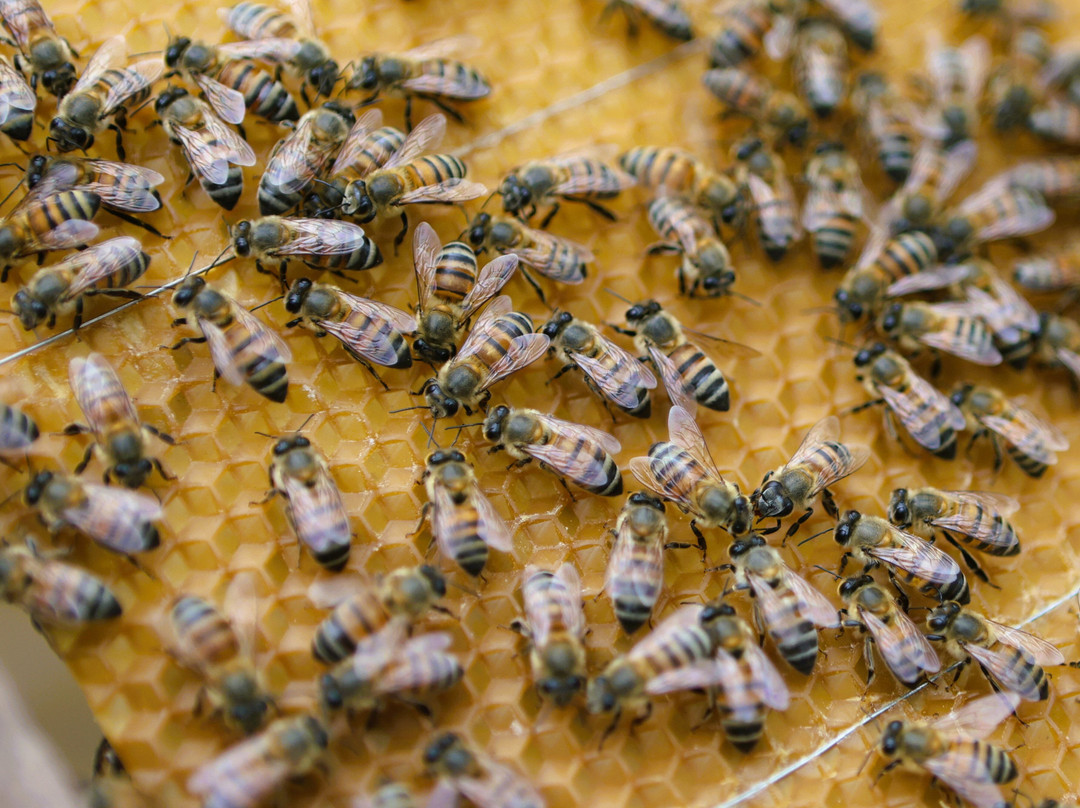 Manuel Antonio Bee Farm Tour-哥斯达黎加安东尼奥国家公园必去景点