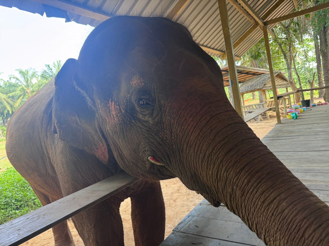 Krabi Elephant House Sanctuary-Sai Thai必去景点