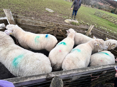 Cullen's Sheep Farm-拉腊必去景点