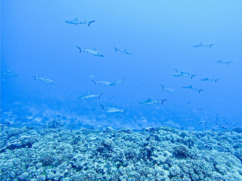 TOPDIVE Fakarava-Fakarava必去景点