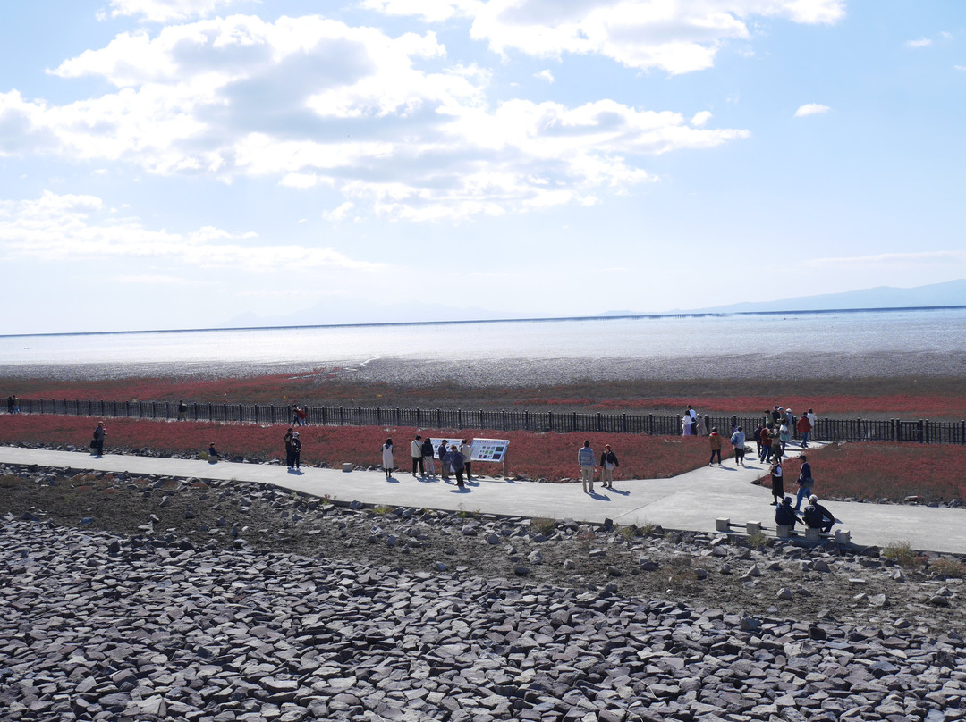 Suaeda Japonica Habitat-佐贺市必去景点