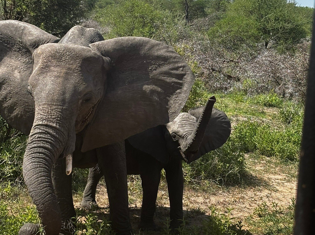 Shadows of Africa-阿鲁沙必去景点