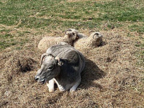 Apple Hill Farm-Banner Elk必去景点