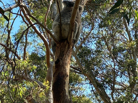 Port Stephens Koala Sanctuary-One Mile必去景点