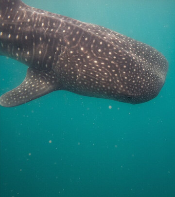 Mafia Island Dream Adventures-Kilindoni必去景点