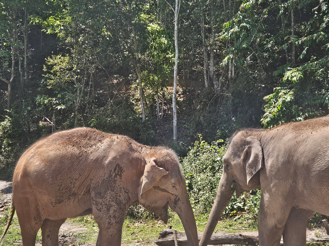 Blue Daily Elephant Care Sanctuary-清迈必去景点