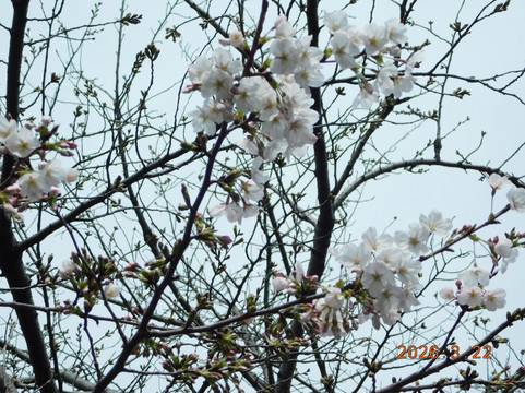 Shakuji River Green Road-板桥区必去景点