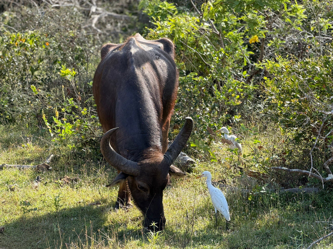 Punsisi jeep service and restaurants-Nochchiyagama必去景点