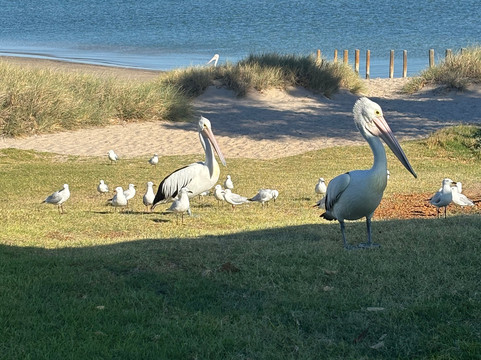Kalbarri Pelican Feeding-卡尔巴里必去景点