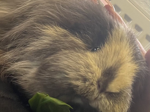 Cavies & Cake-Fakenham必去景点