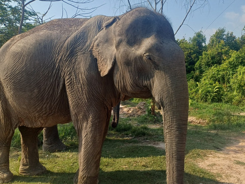 Kulen Elephant Forest-暹粒必去景点