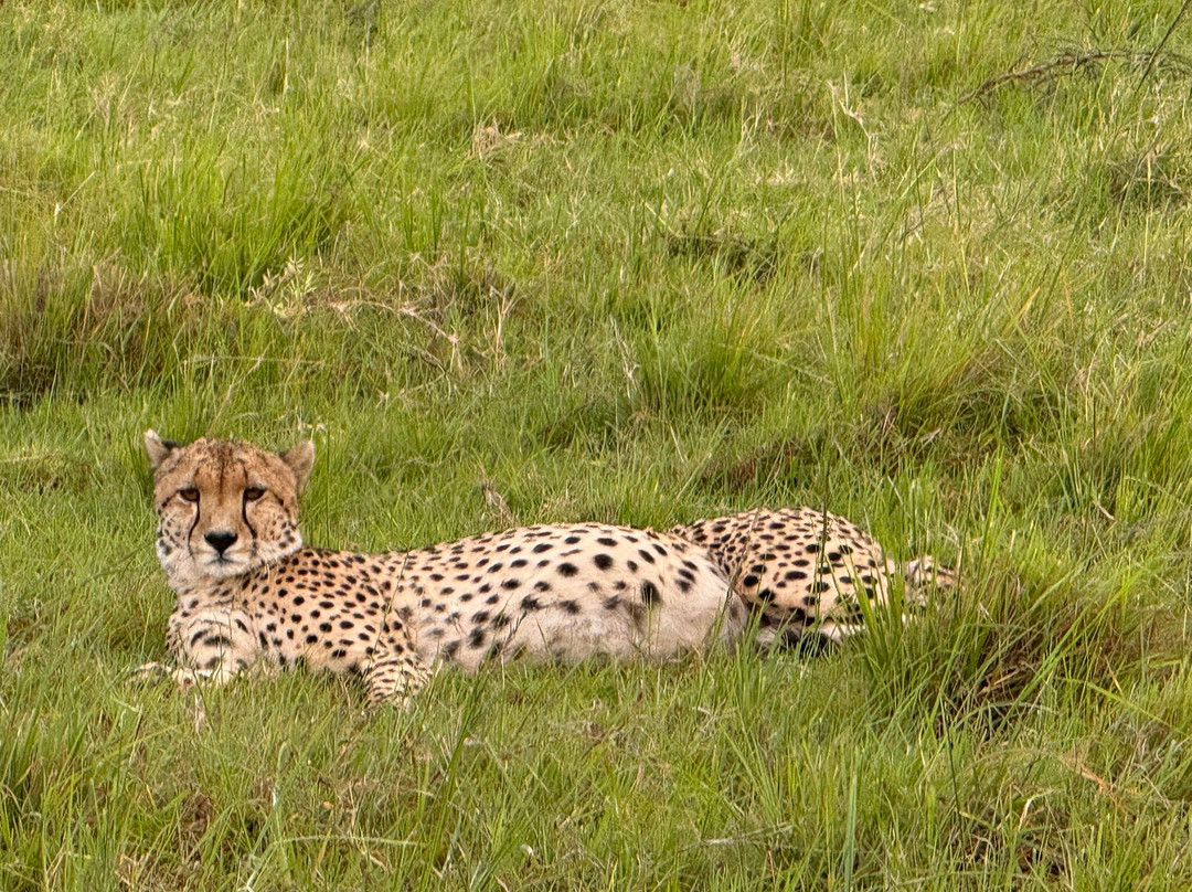 JT Safaris-迪亚尼必去景点