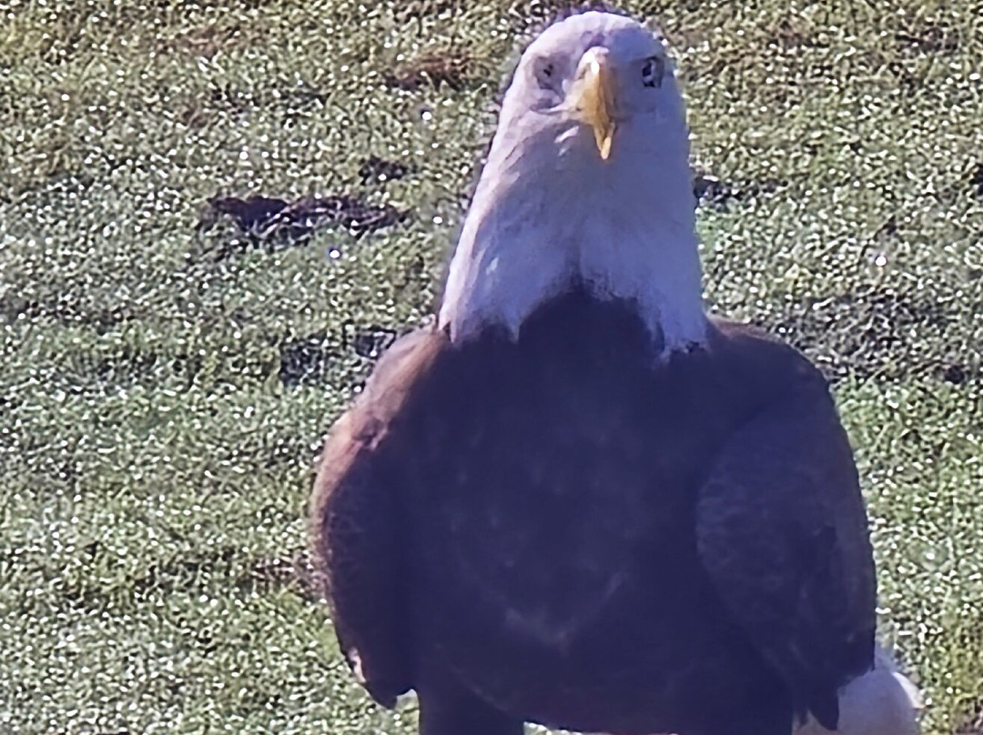 Grape Hammock Airboat & Alligator Tours-莱克威尔士必去景点