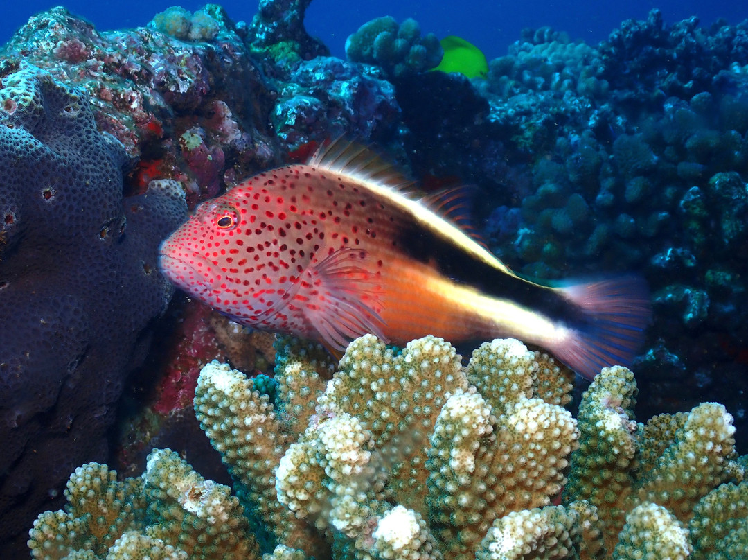 Maui Diamond Sea Sports-玛阿拉也亚必去景点