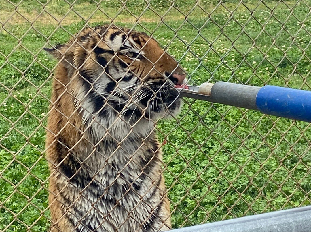 Out Of Africa Wildlife Park-Camp Verde必去景点