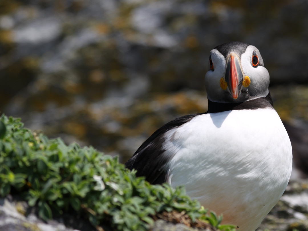 Skellig Michael Landing Tours on Force Awakens-Ballinskelligs必去景点
