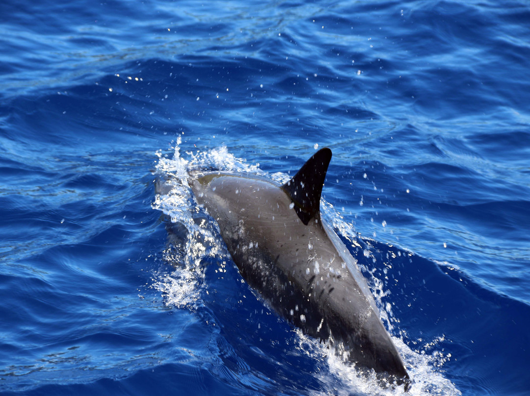 快乐海洋游-考普雷必去景点