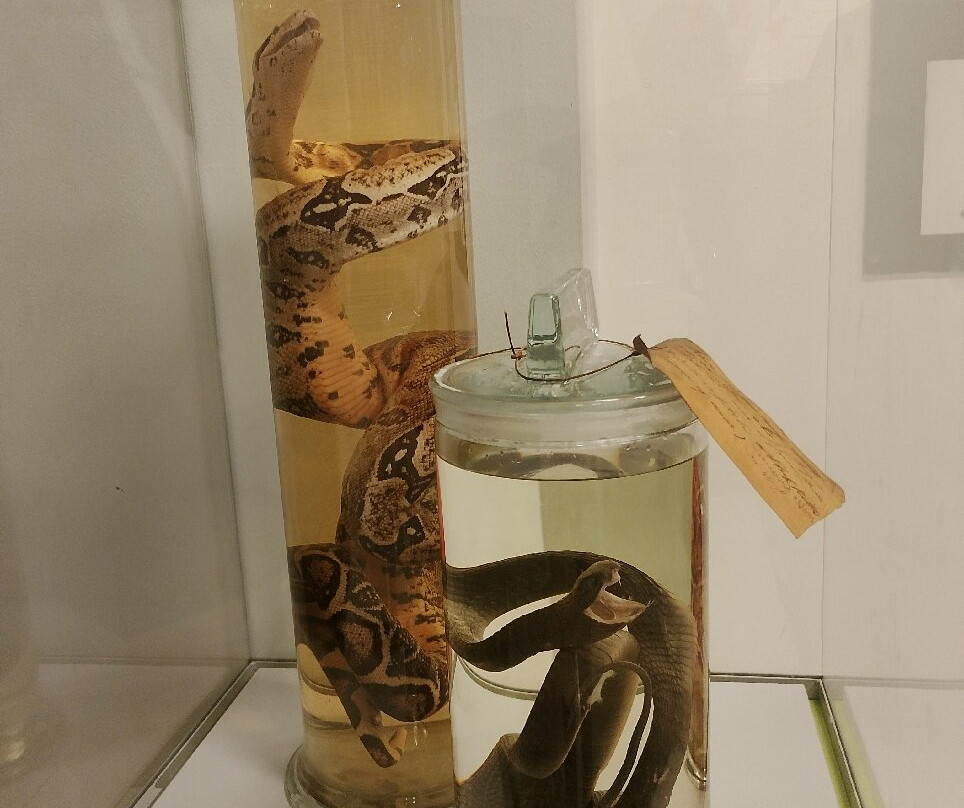Museum of Cardiff-卡迪夫必去景点