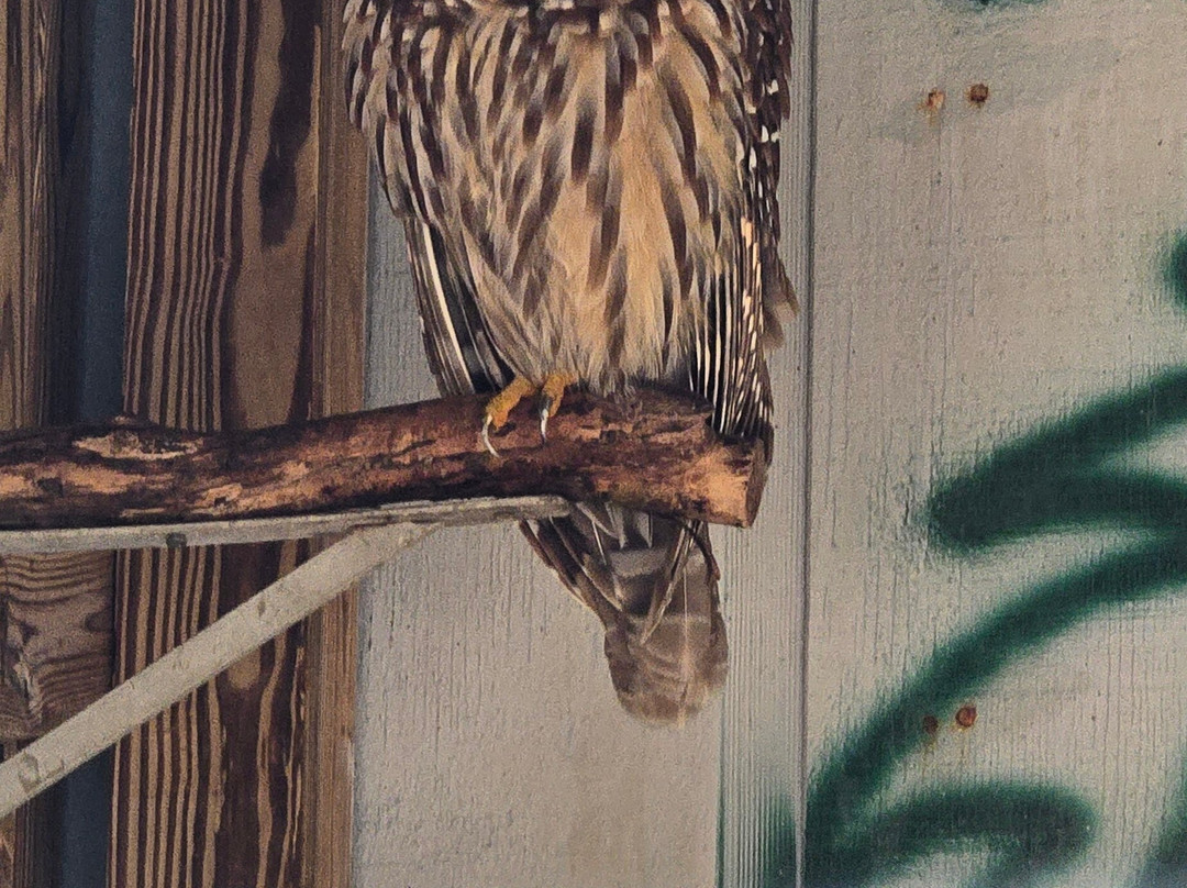 McCarthy's Wildlife Sanctuary-西棕榈滩必去景点