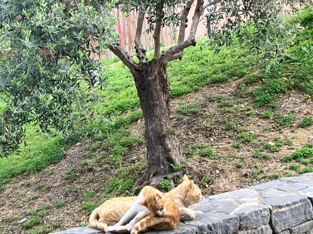German Military Cemetery-Maleme必去景点