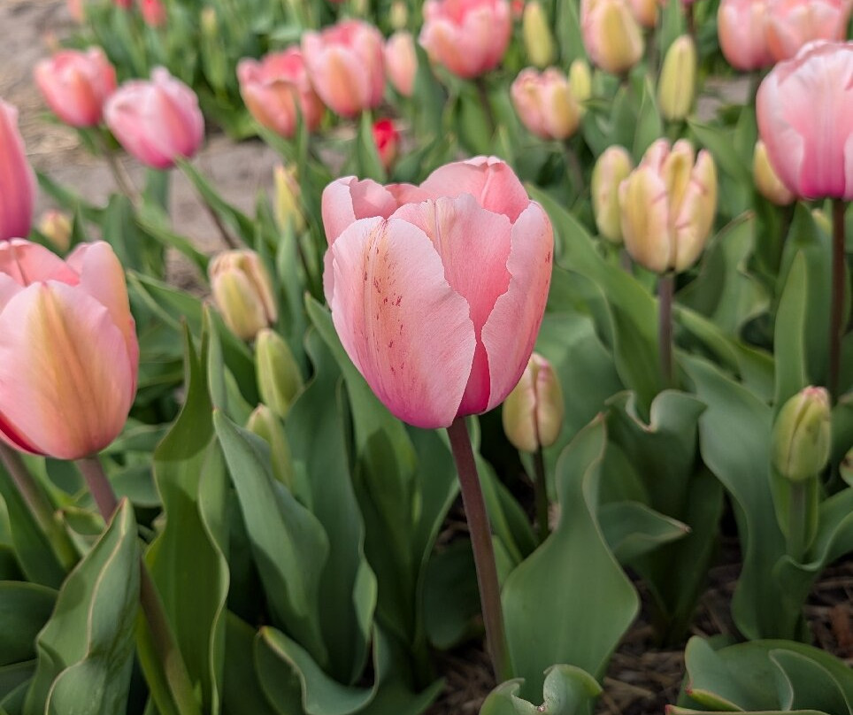 Tulip Experience Amsterdam-诺德韦克豪特必去景点