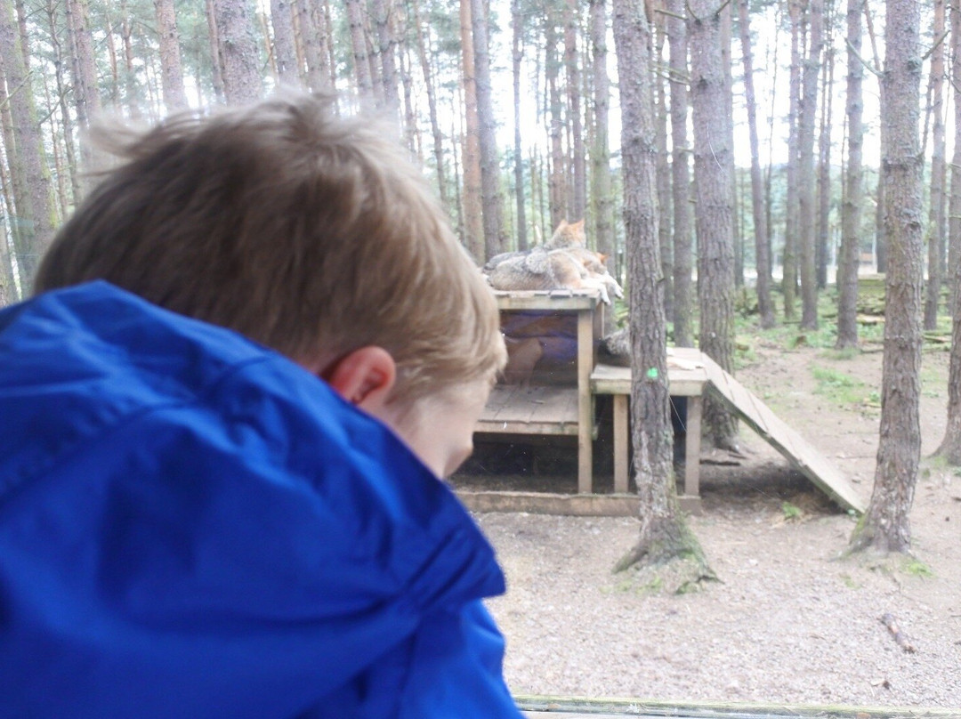 Highland Wildlife Park-Kincraig必去景点