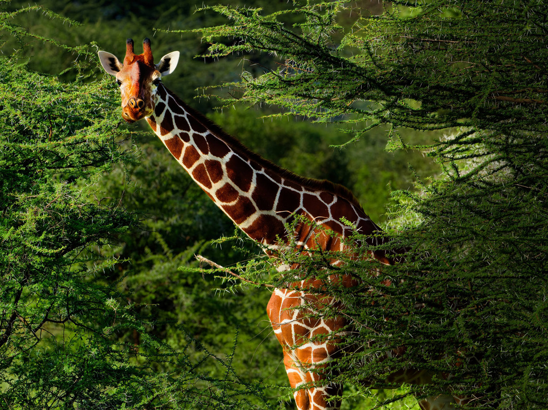 Cherish Africa Safaris-Kikuyu必去景点