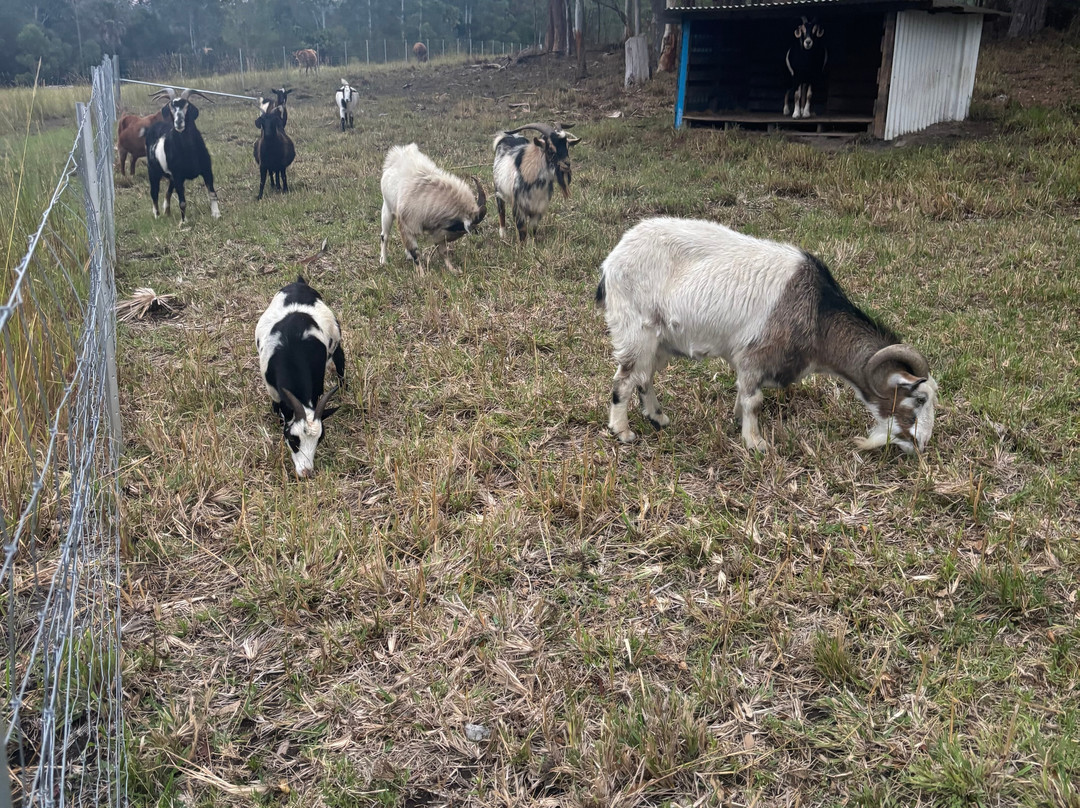 Lucky Stars Sanctuary-Wootton必去景点