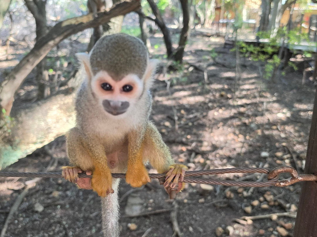 Bush Babies Monkey Sanctuary-哈特比斯普特必去景点