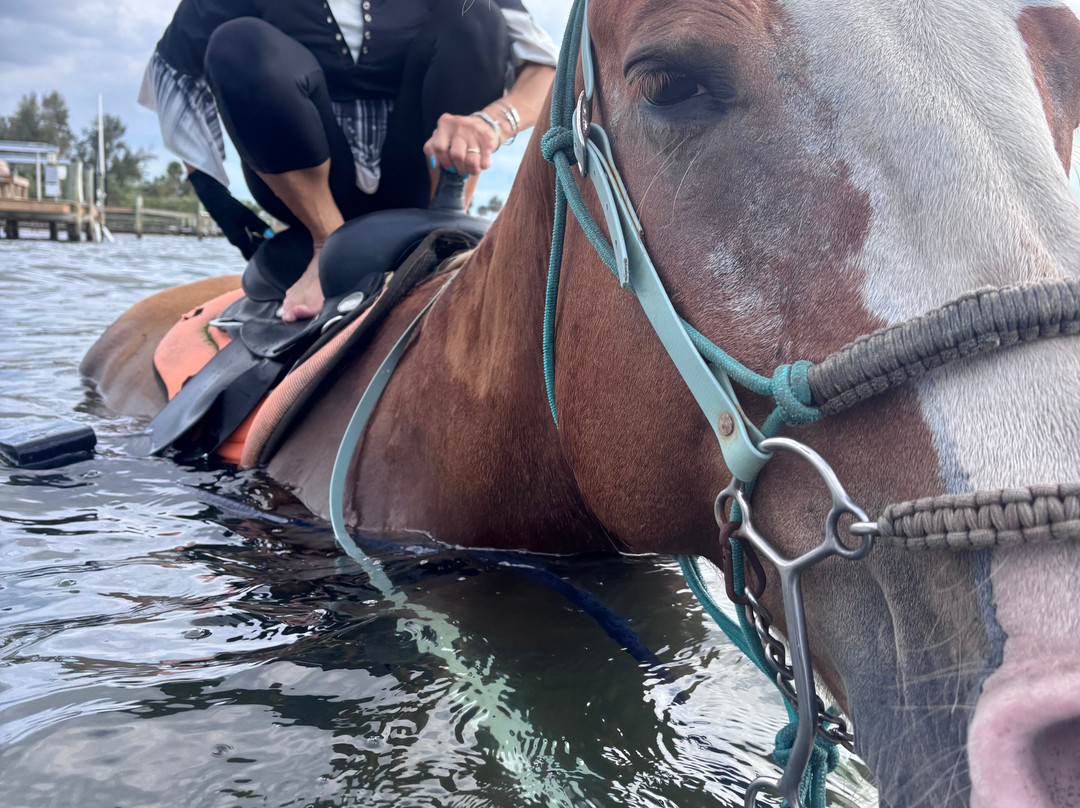 Florida Beach Horses-布雷登顿必去景点