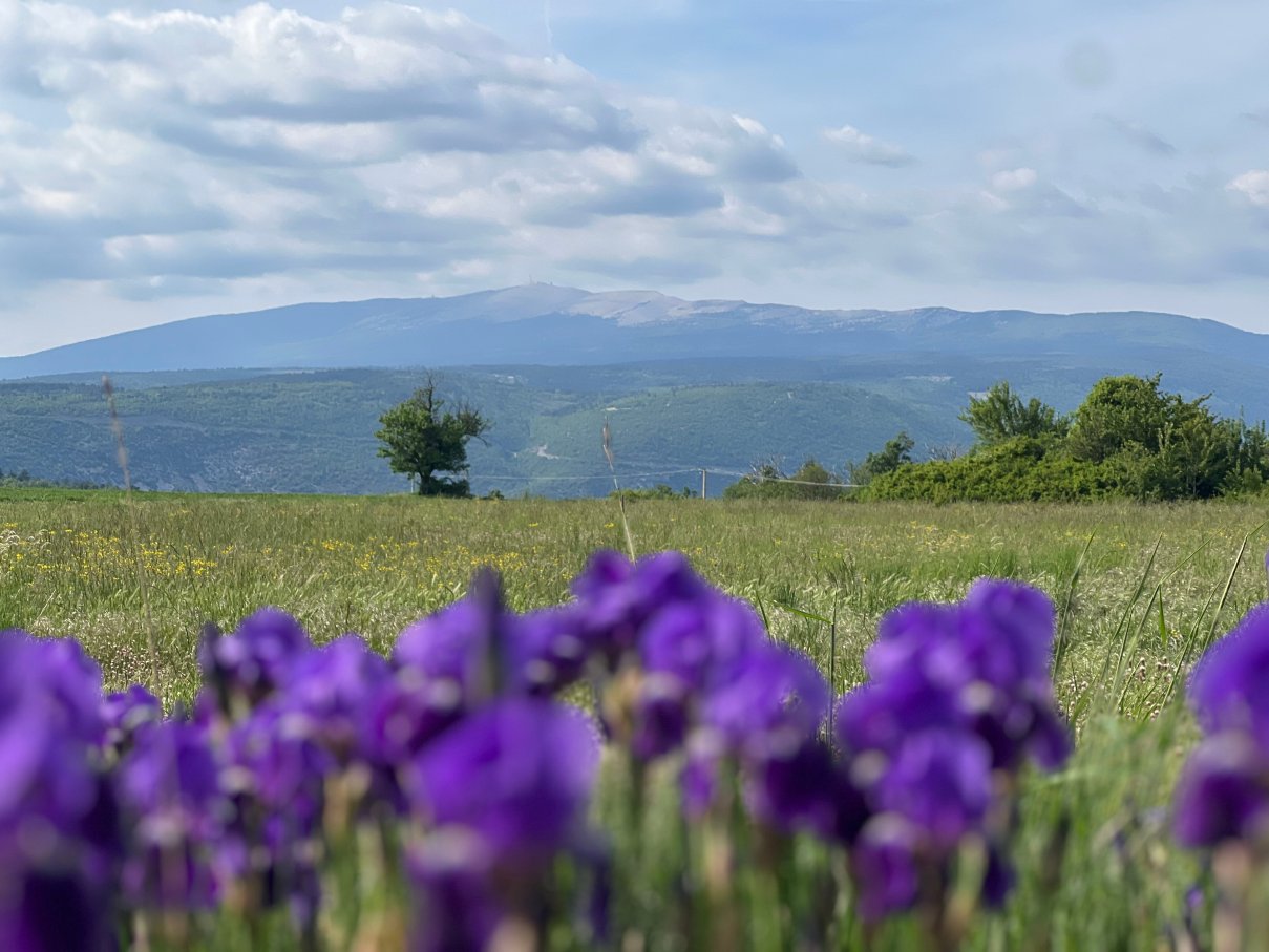 Mon Ventoux - cozyhôtes-度假村/酒店